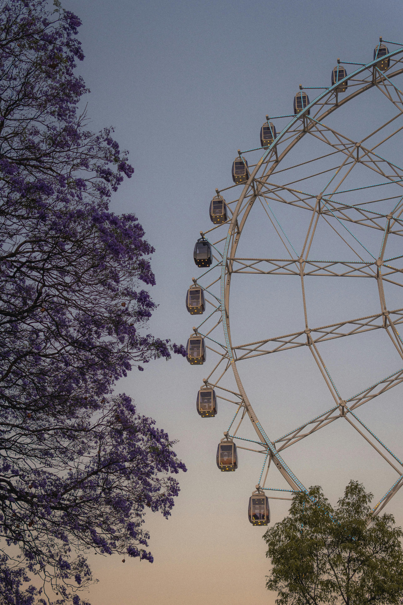 Ferris wheel and jacaranda trees at dusk, Chapultepec