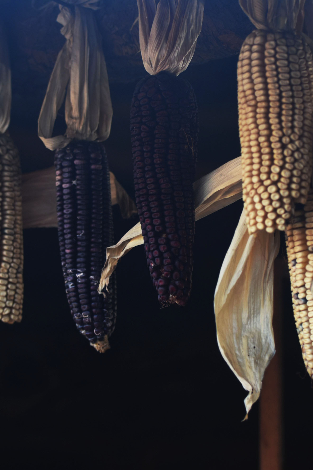 Heirloom corn hanging to dry, Xochimilco chinampa